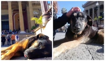 Tutta la città di Palermo piange la morte di Gilda. Alcuni amanti degli animali l'hanno perfino...