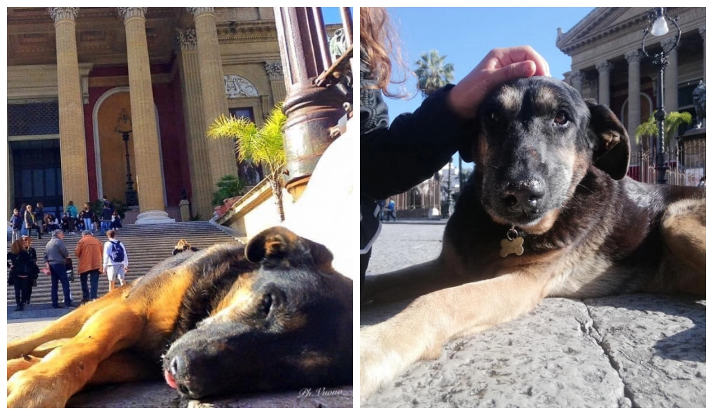 Tutta la città di Palermo piange la morte di Gilda. Alcuni amanti degli animali l'hanno perfino...