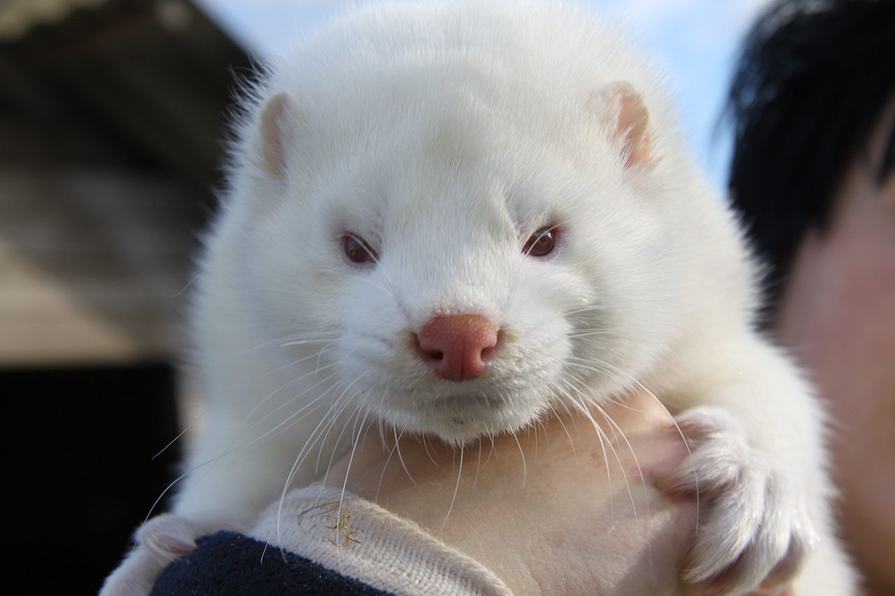 1280px-American_Mink_-_White