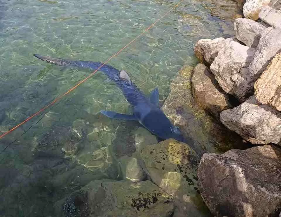 50BF3255-726D-4ABC-8EEA-1F11DB80D6A7-compressed