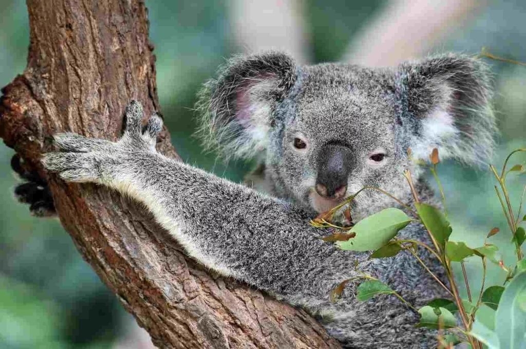 Viaggio-in-Australia-come-prepararlo-e-3-itinerari-imperdibili