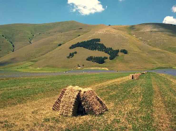 Bosco a forma d'Italia