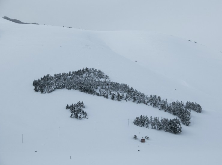 Il bosco con la neve