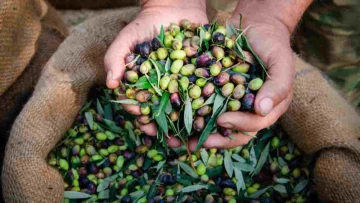 Olio Sicilia