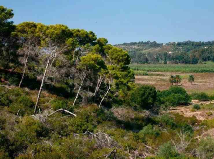 Riserva Naturale Pino d'Aleppo