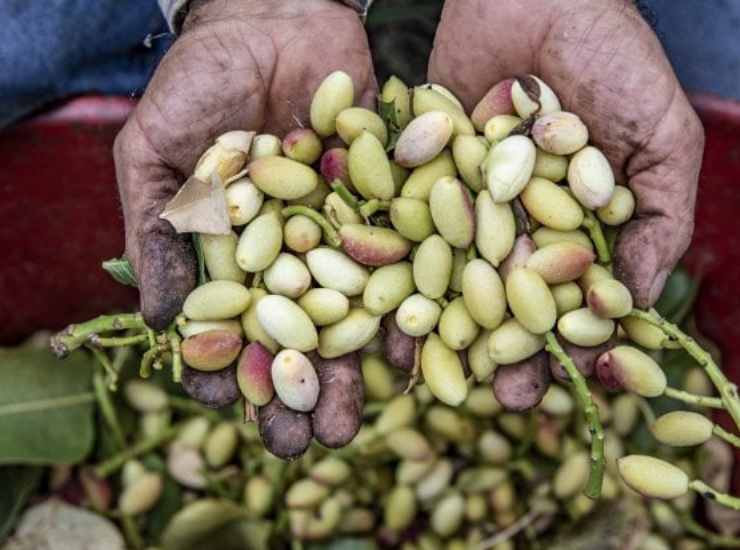 Pistacchio di Bronte