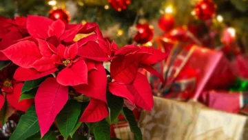 Stella natale