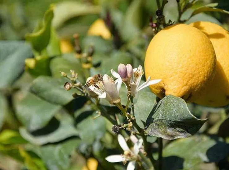 Limoni di Rocca Imperiale