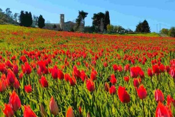 tulipani-blufi