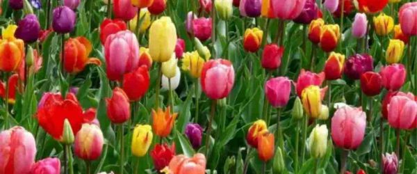 Test della Farfalla Nascosta