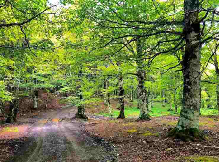 Bosco Mangalaviti e Serra del Re