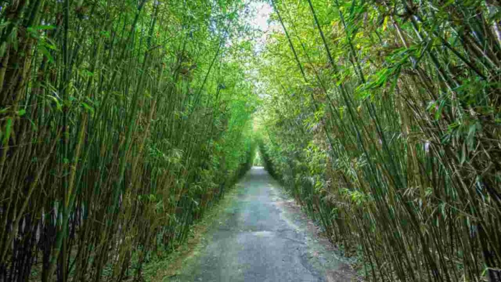 Labirinto di Bambù