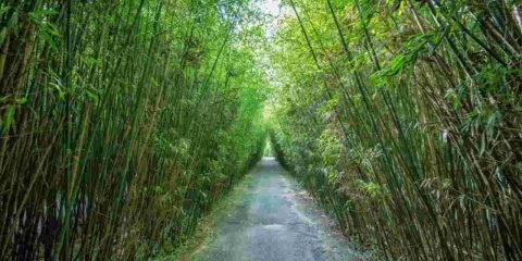 Labirinto di Bambù