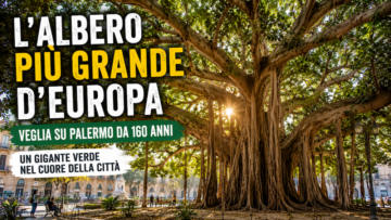 Nel cuore di Palermo esiste un gigante silenzioso che da oltre un secolo osserva la città cambiare...
