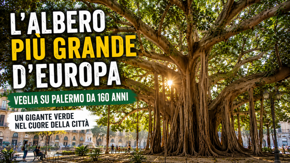 Nel cuore di Palermo esiste un gigante silenzioso che da oltre un secolo osserva la città cambiare...