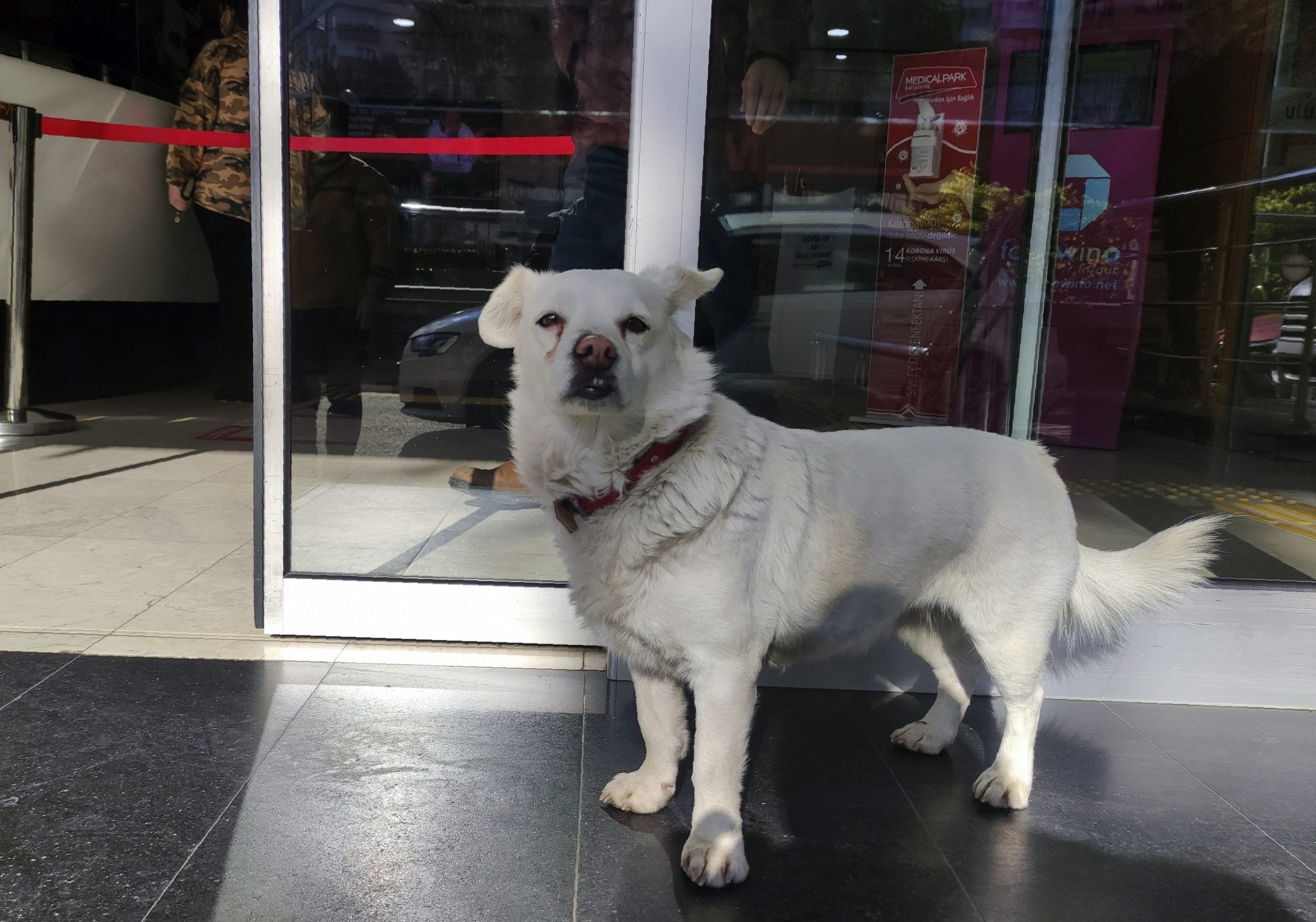 Cane fedele aspetta per giorni il suo padrone fuori dall’ospedale (VIDEO)