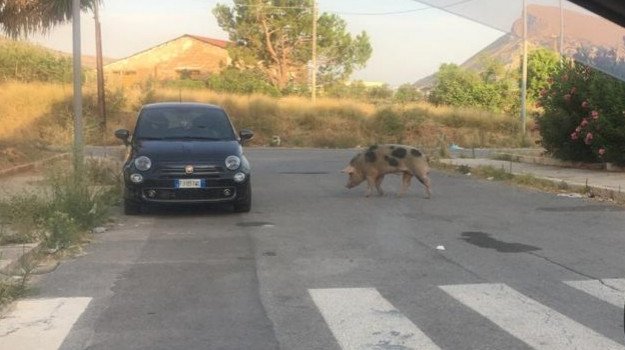 Cinghiale_Palermo-625x350-1598769127