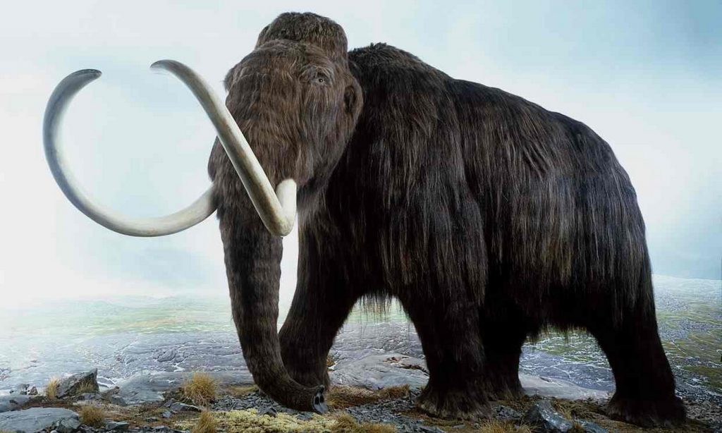 Mammut