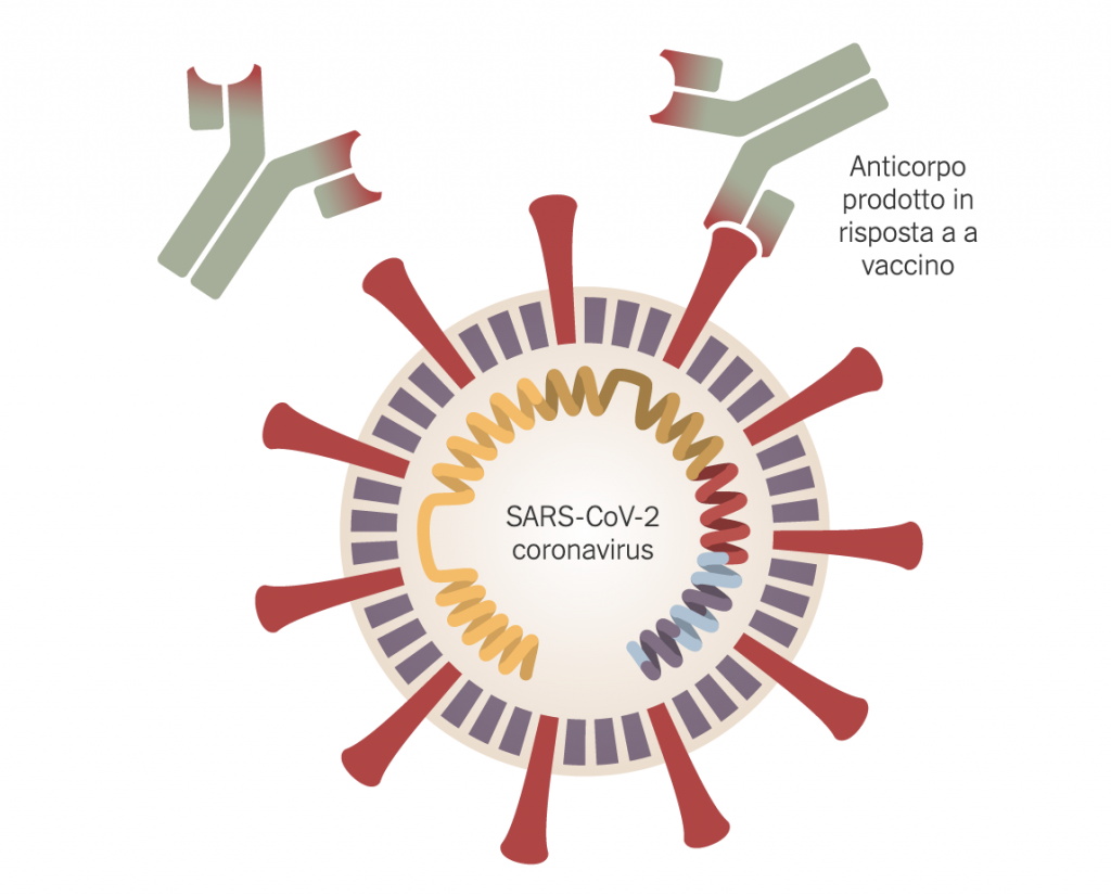 Sars Cov-2 Coronavirus