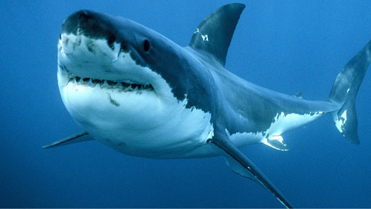 Un grosso esemplare di squalo, "molto probabilmente uno squalo bianco (Carcharodon carcharias) di...