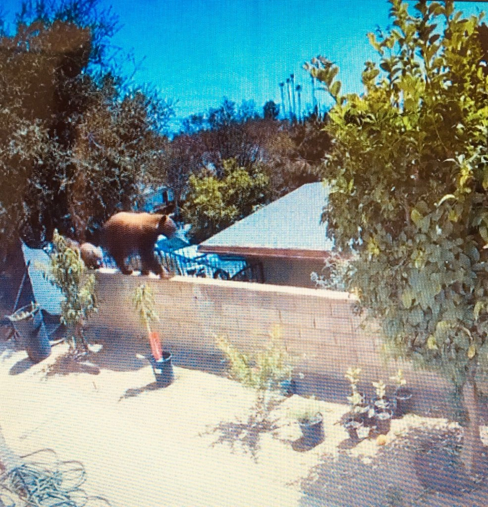 Il coraggio che non sai di avere a volte arriva all'improvviso. Soprattutto quando devi proteggere...