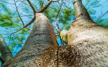 alberi