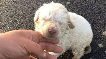 Aveva appena una settimana di vita e qualcuno ha pensato bene di lanciarlo dal finestrino dell'auto...