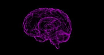 Cari uomini, lo sapete che il vostro cervello somiglia sorprendentemente ai vostri testicoli? No...