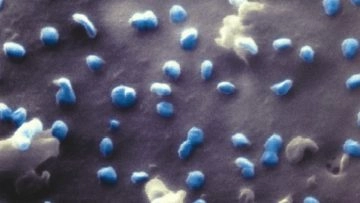 Immagini spettacolari: Gli scienziati, coordinati dalla dottoressa Natalie Frese, ricercatrice...