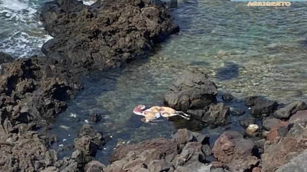 Un ritrovamento che ha dell'incredibile quello avvenuto nelle scorse ore nelle acque dell'isola di...