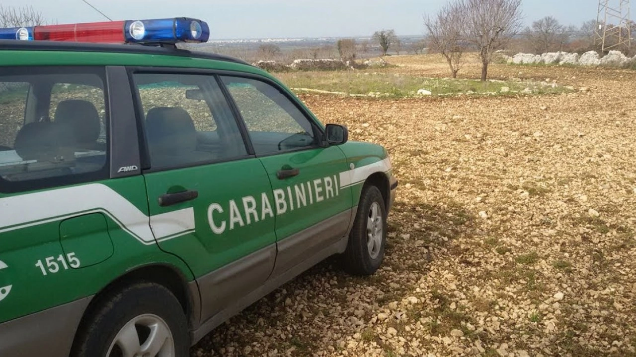 Concorso CORPO FORESTALE Carabinieri 2021. Il bando è stato pubblicato ed è già possibile inviare le...