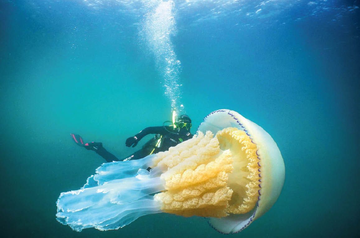 medusa-grande-quanto-un-uomo