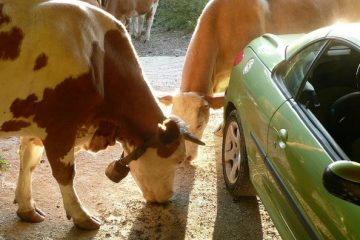 Mucche e Auto