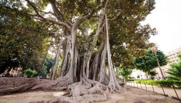 La zona gialla fa riaprire anche l'Orto Botanico. Il giardino di via Lincon negli anni è riuscito a...