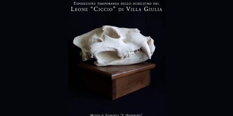 Proteste per l'esposizione dello scheletro del leone "Ciccio" al Museo "Doderlein"