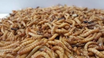 Avete presente le larve gialle meglio note come tarma della farina? È arrivato l'ok dall'Unione...