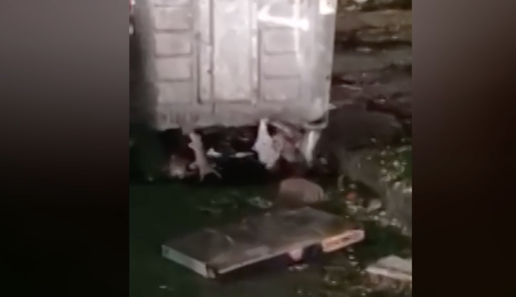 topi palermo santa rosalia