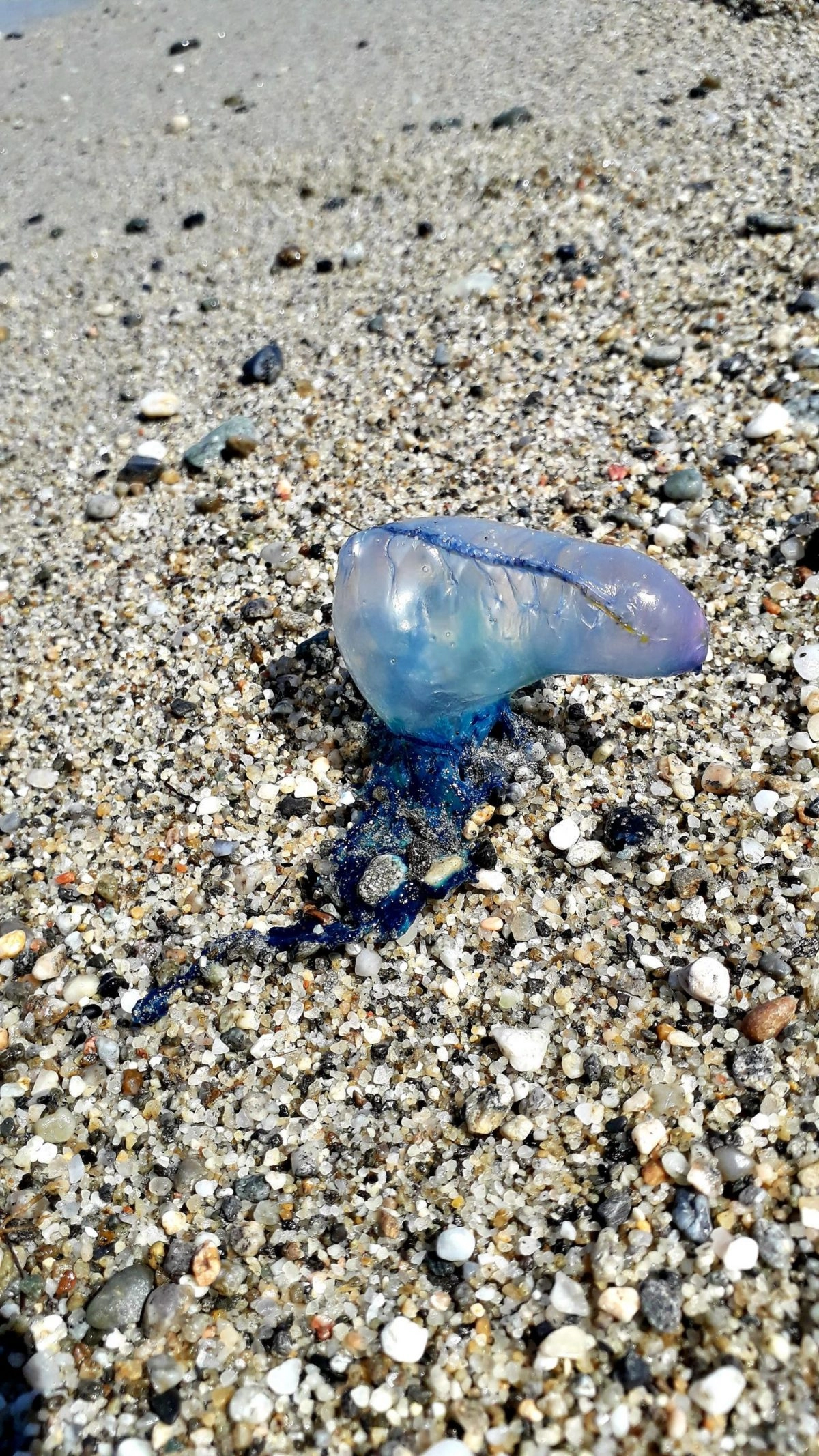 E' stata rinvenuta una Caravella portoghese da un individuo nei pressi dello Stretto di Messina. E'...